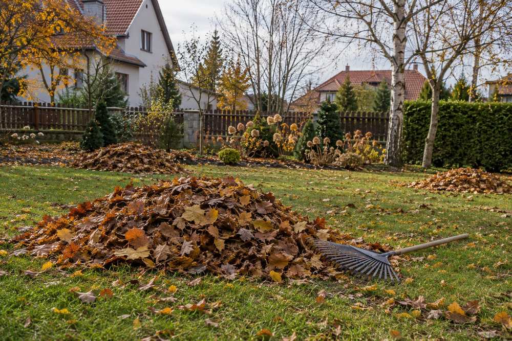 Jesienne porządki: zgrabione liście w stosach na trawniku, w tle żywopłot
