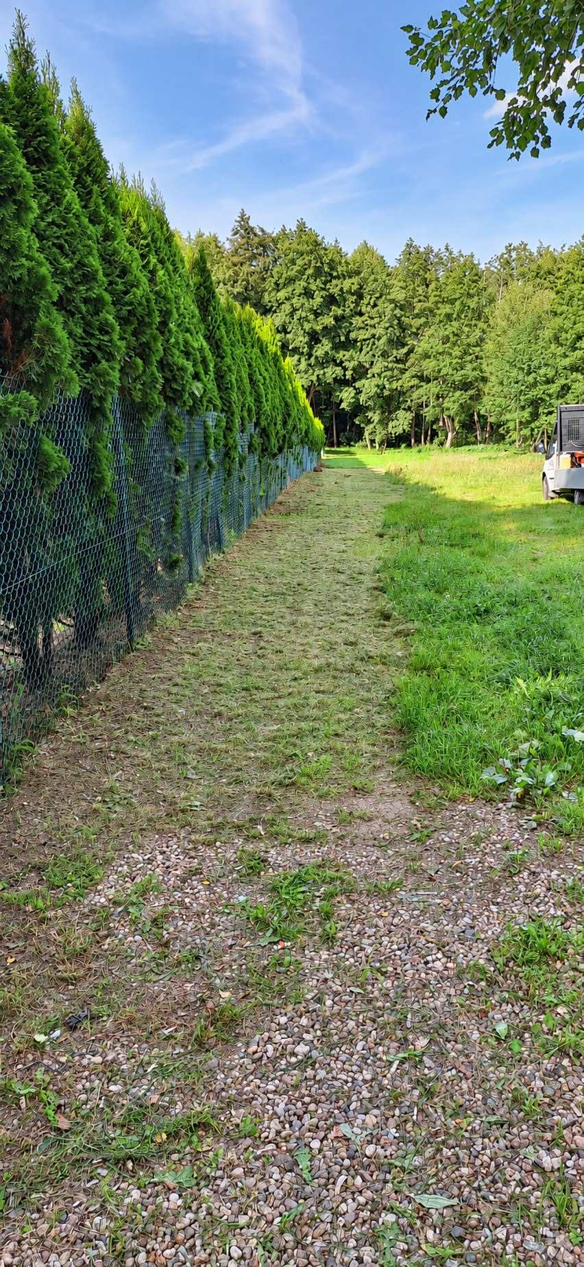 Skoszony pas trawy wzdłuż równego szpaleru tui